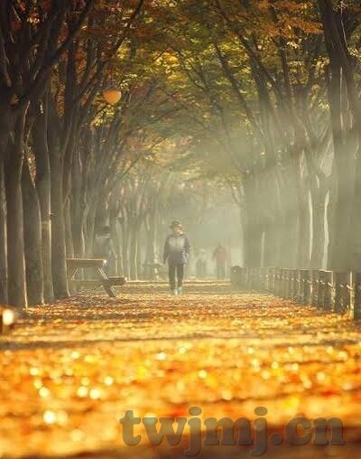 九九成人免费视频在线观看-九九成人免费视频，在线娱乐的新选择